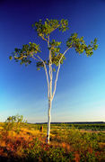OB142 Eucalyptus confertiflora, Outback Queensland